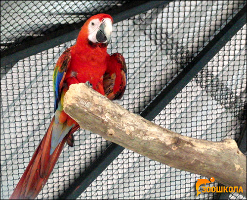 Красный ара, араканга (Ara macao), Фото фотография картинка попугаи