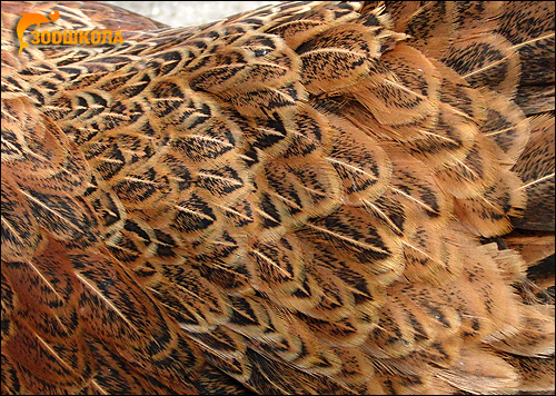 Оперение (перья) домашней курицы, Фото фотография картинка птицы
