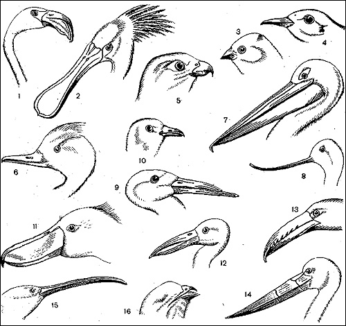 Различные формы клюва у птиц, Черный рисунок картинка