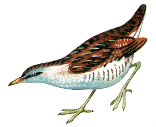  (Porzana porzana),    
