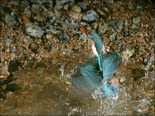       (Alcedo atthis),    