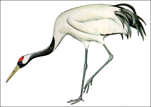   (Grus japonensis),   