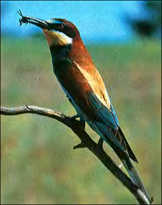   (Merops apiaster),    