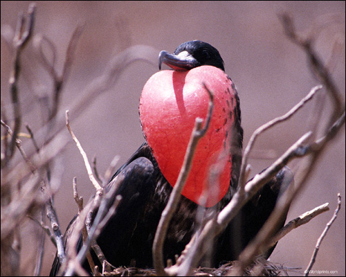   (Fregata magnificens),    