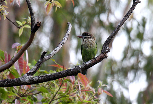    (Megalaiina viridis),    