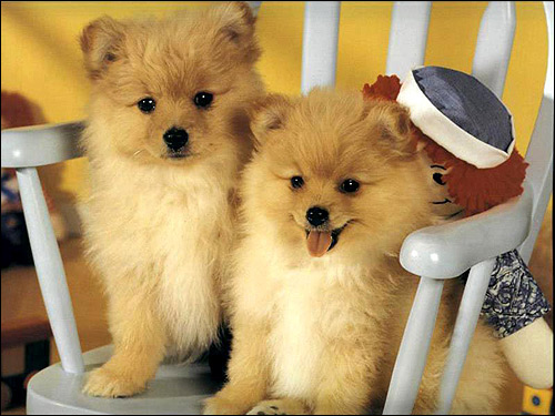 Щенки померанского шпица, Фото фотография собаки картинка