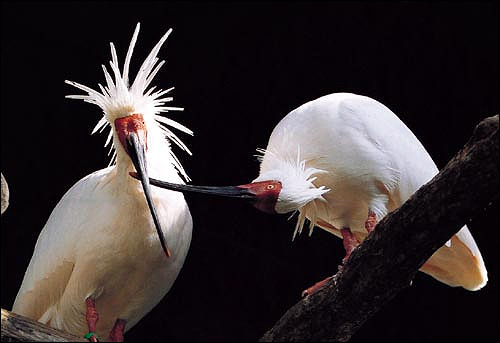  ,   (Nipponia nippon),    