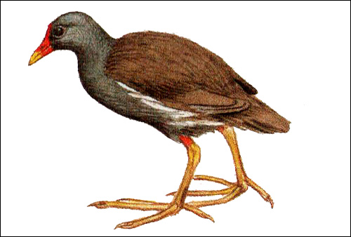  (Gallinula chloropus),   