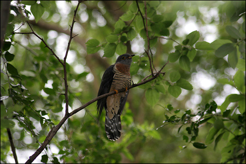   (Cuculus solitarius),    