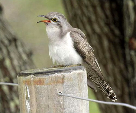   (Cuculus pallidus),    