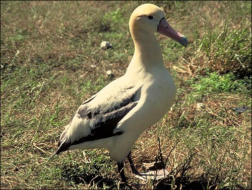   (Phoebastria albatrus),    