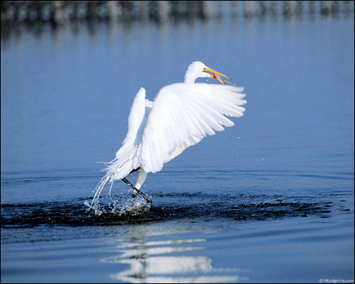   (Egretta thula),    