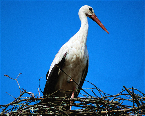   (Ciconia ciconia),    