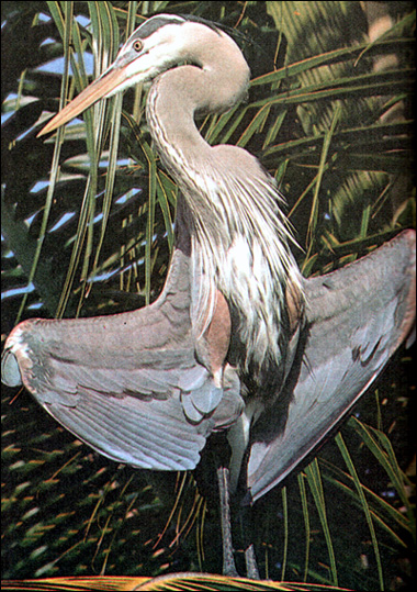    (Ardea herodias),    