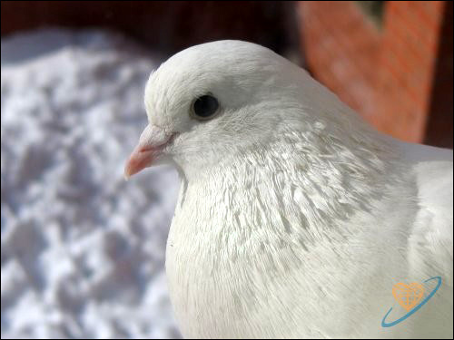 Белый голубь, Фото фотография картинка птицы