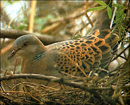   (Streptopelia orientalis),    