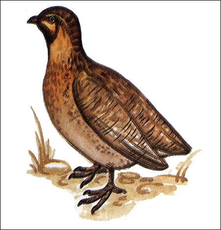 Перепелка (Coturnix coturnix), Рисунок картинка птицы