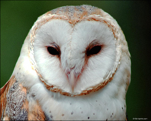  (Tyto),    