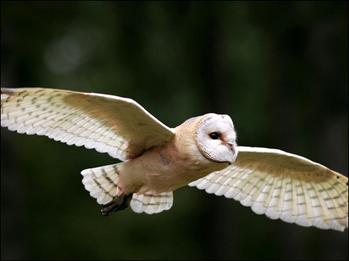  (Tyto alba)  ,    