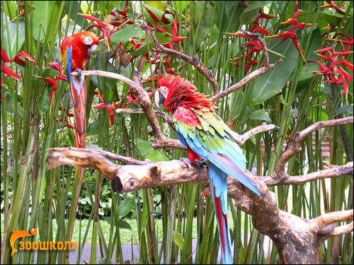 Красный и зеленокрылый ара, Фото фотография картинка птицы