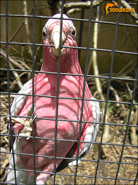  ,  (Eolophus roseicapillus, Cacatua roseicapilla),    