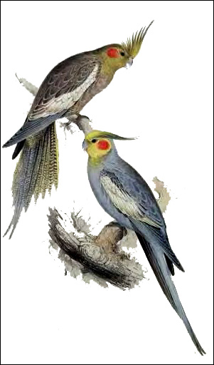 Карелла-нимфа (Nymphicus hollandicus), Рисунок картинка птицы