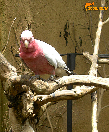   (Eolophus roseicapilla, Eolophus roseicapillus, Kakatoe roseicapillus),    