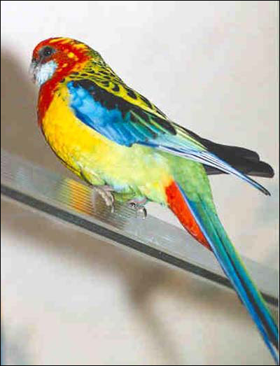 Обыкновенная розелла (Platycercus eximius), Фото фотография картинка птицы попугаи