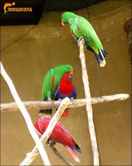 Благородный попугай, двухцветный попугай (Lorius roratus, Eclectus roratus), Фото фотография картинка птицы