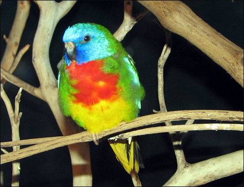 Красногрудый травяной попугайчик (Neophema splendida), Фото фотография картинка птицы