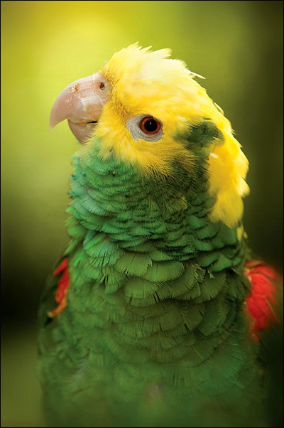 Большой желтоголовый амазон (Amazona ochrocephala oratrix), Фото фотография картинка попугаи птицы