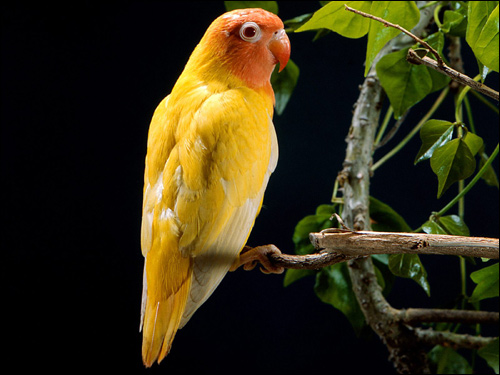 Розовощекий неразлучник (Agapornis roseicollis) желтая морфа, Фото фотография картинка попугаи птицы
