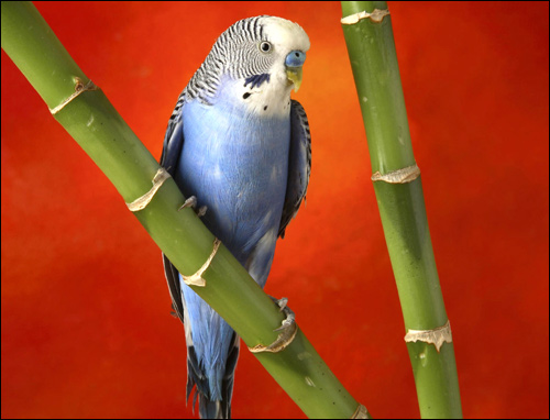 Голубой волнистый попугайчик (Melopsittacus undulatus), Фото фотография картинка птицы