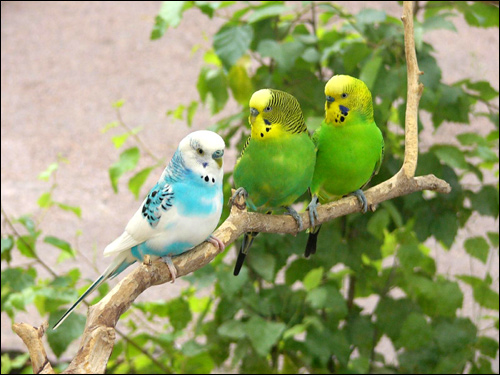 Волнистые попугаи (Melopsittacus undulatus), Фото фотография птицы картинка