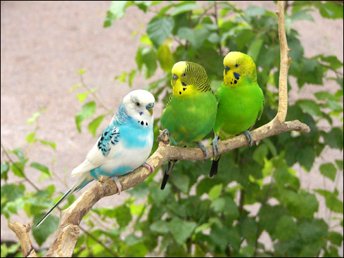   (Melopsittacus undulatus),    