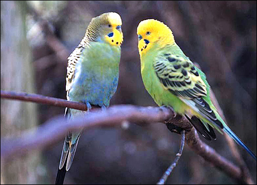   (Melopsittacus undulatus),    