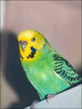 Волнистый попугайчик (Melopsittacus undulatus), Фото фотография картинка птицы