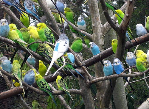   (Melopsittacus undulatus),    