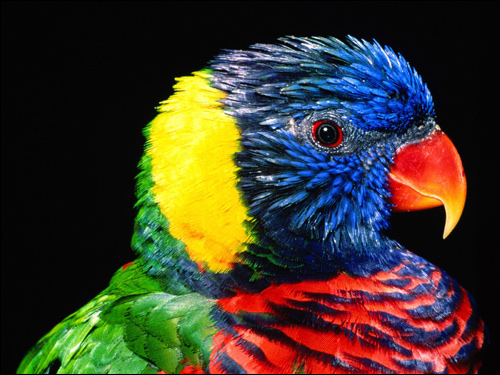 Многоцветный лорикет (Trichoglossus haematodus), Фото фотография картинка птицы попугаи