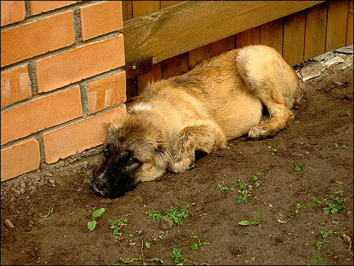 Собака, лежащая под забором, Фото фотография картинка