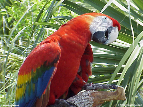 Красный ара, араканга, ара макао, ара Скарлета (Ara macao), Фото фотография птицы картинка