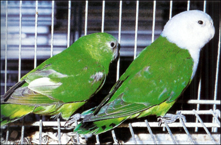 Сероголовый неразлучник (Agapornis cana), Фото фотография картинка птицы попугаи