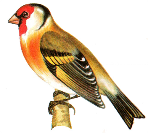   (Carduelis carduelis),   