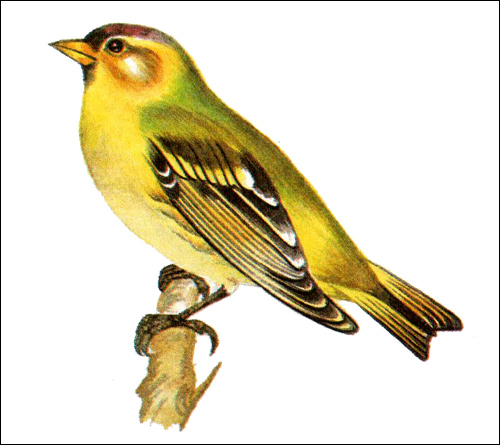 Чиж (Spinus spinus), Рисунок картинка птицы