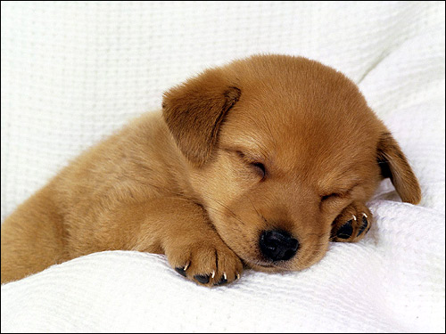 Спящий щенок, Фото фотография собаки