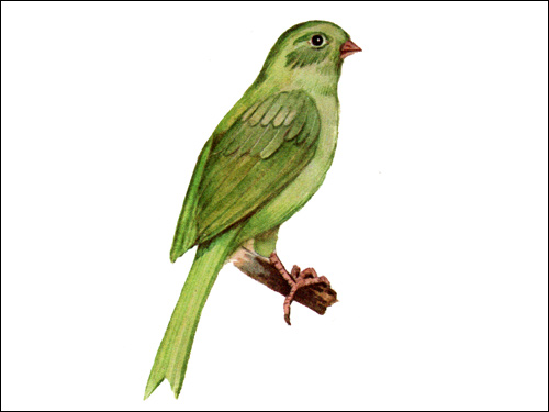 Цветная канарейка, Рисунок картинка птицы