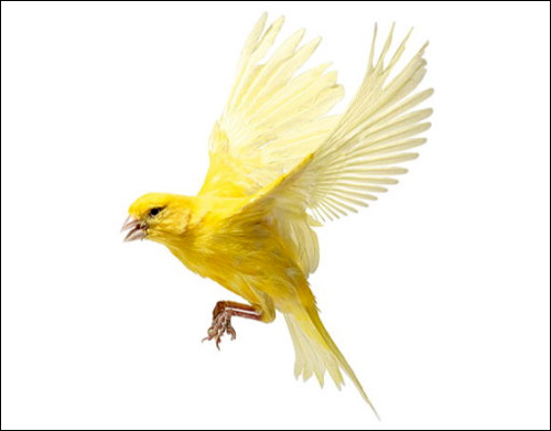 Летящая канарейка, Фото фотография картинка птицы
