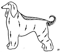 Уход за породами собак с длинной мягкой ниспадающей шерстью (афганская борзая, ши-тцу, лхасский апсо, мальтийская болонка, скай-терьер, йоркширский терьер)