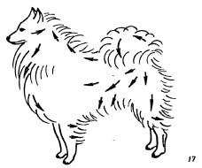 Уход за породами собак с пышной прямой шерстью приподнятой густым плотным подшерстком (длинношерстная колли, шпицы, кеесхонд, самоедская лайка, чау-чау, шелти, пекинес)